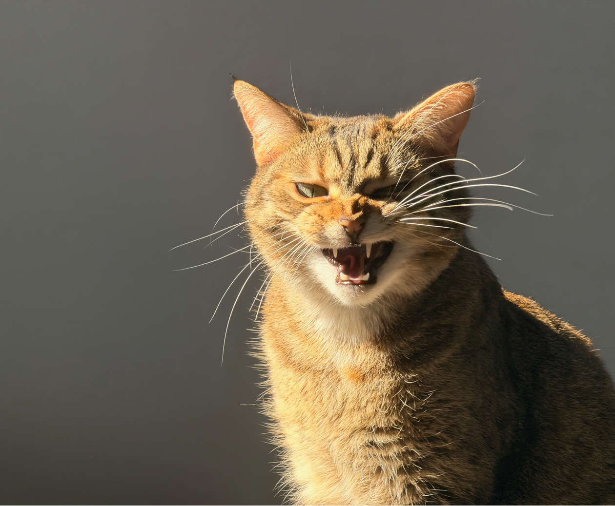 4x zoom photo of a cat on iPhone 17 Pro