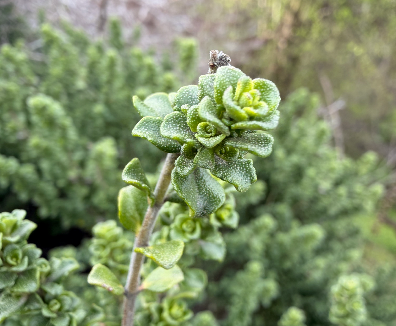 Macro mode photo of a plant on iPhone 17 Pro