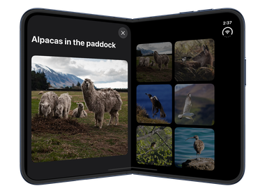 With iPhone Duo partially folded, the alpaca photo sheet occupies the left side of the inner display, leaving the center clear and the dimmed gallery visible on the right