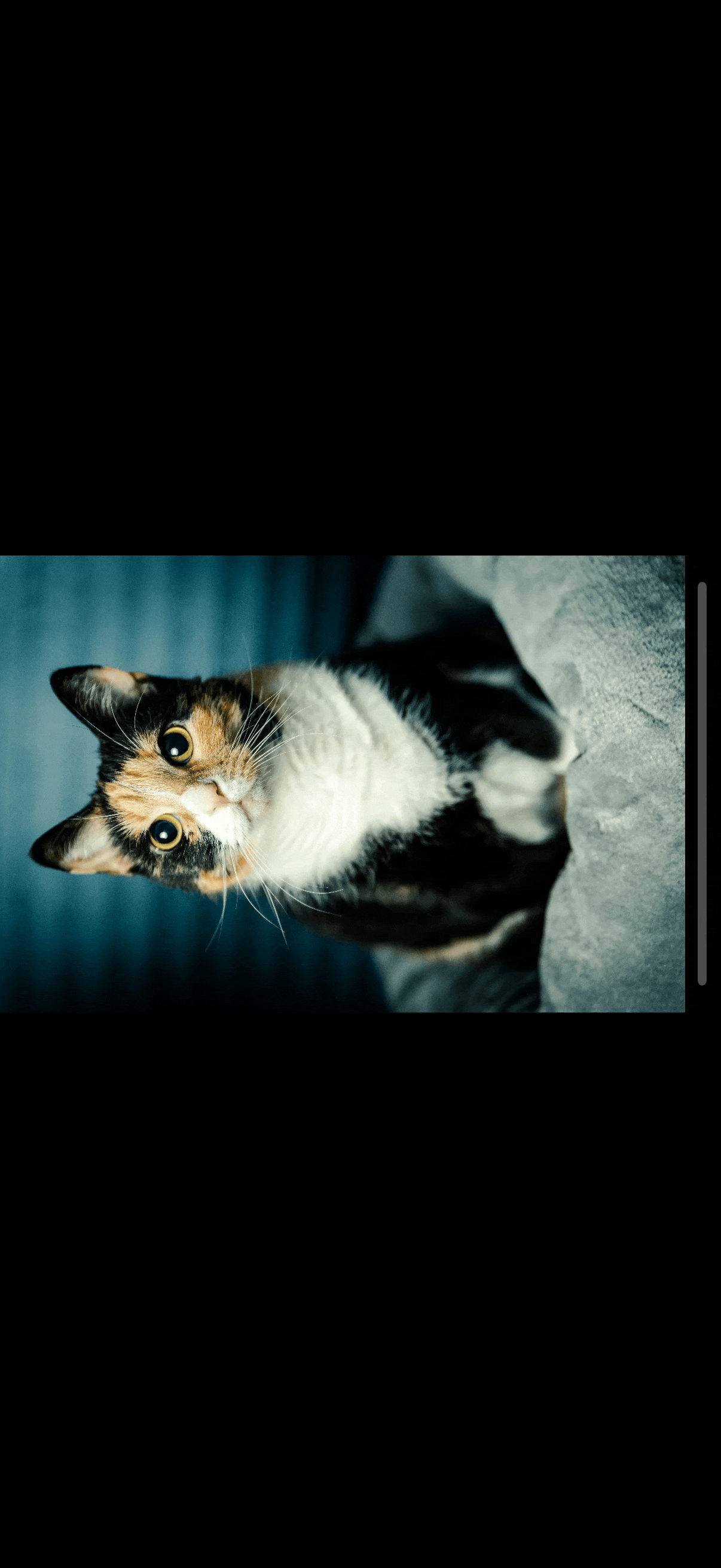A scrolling gallery of cat photos in horizontal device orientation where the scroll view stops at one image per page