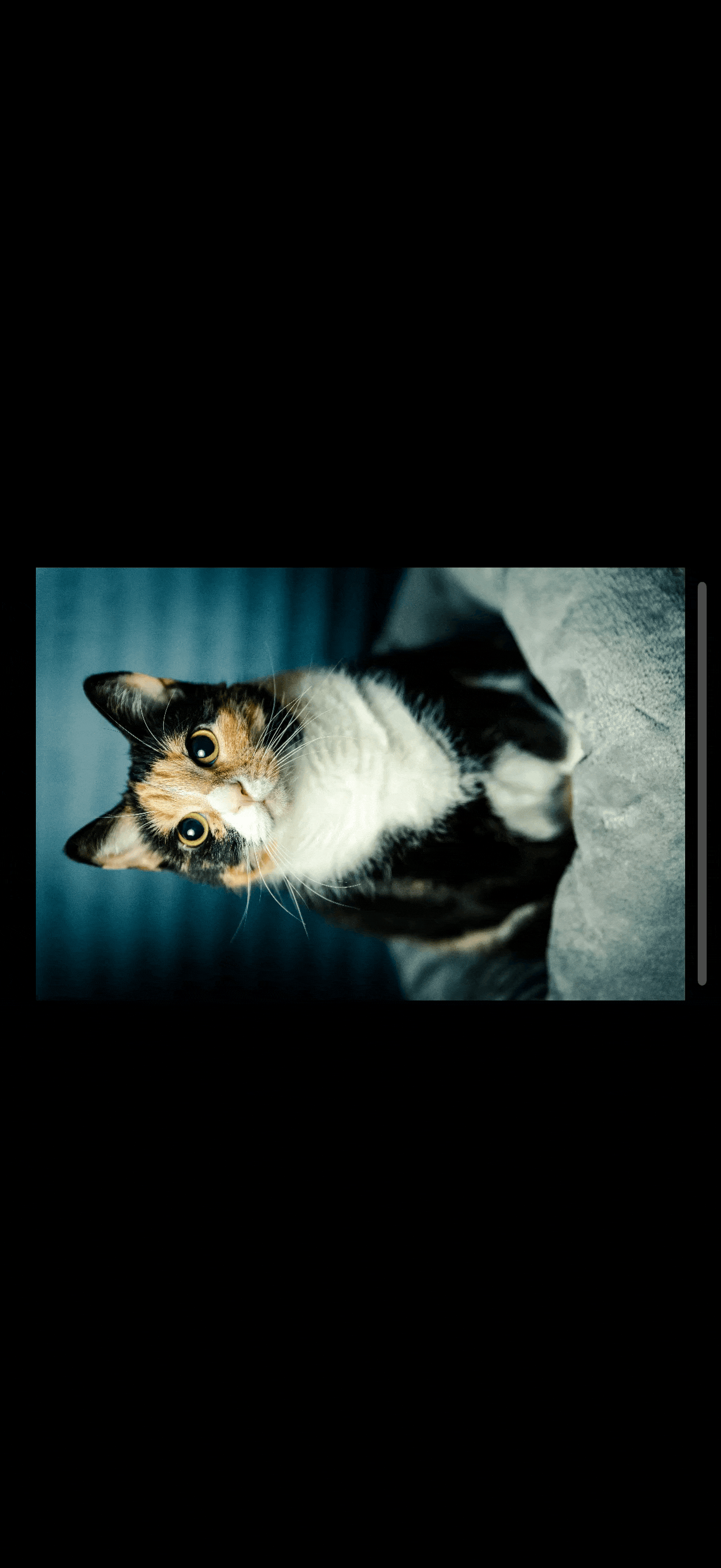 A scrolling gallery of cat photos in horizontal device orientation where the scroll view stops at one image per page